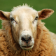 Illustration for article titled Finally: Denmark to Ban Bestiality